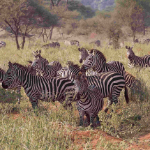 13.Zebra stepní Bohmova, NP Tarangire,Tanzanie