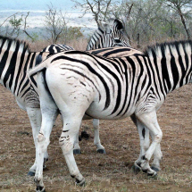 6. Zebra Burchellova - NP Kluhluwe-Umfolozi, Jižní Afrika (1)
