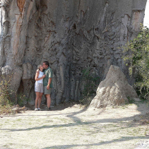 66, Obří baobab-NP Bwabata, Namibia (1)